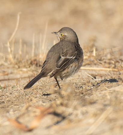 Sage Thrasher - Oreoscoptes montanus