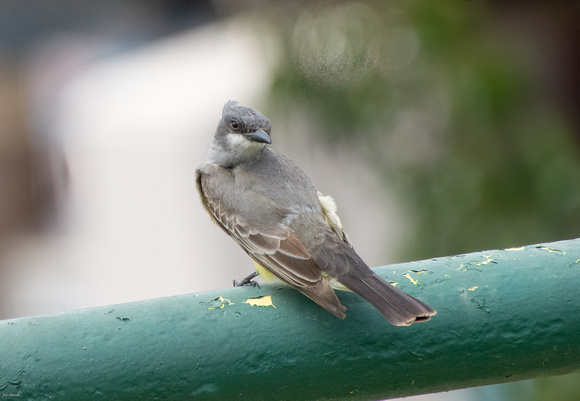 Cassin's Kingbird - Tyrannus vociferans