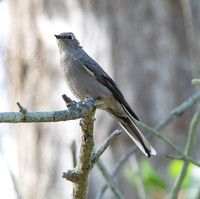 Townsend's Solitaire - Myadestes townsendi