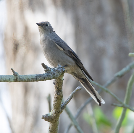 Townsend's Solitaire - Myadestes townsendi