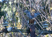 Mating Red-shouldered Hawk - Buteo elegans