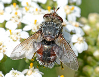 Tachinid fly - Peleteria sp.