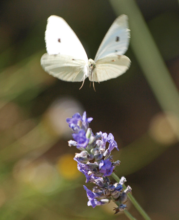 Cabbage white - Pieris rapae