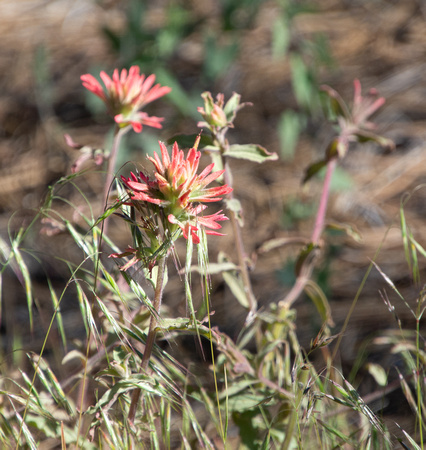 Camp Martin Paintbrush - Castilleja martini var. martini