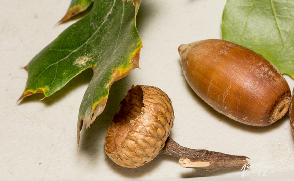 California Black Oak  - Quercus kelloggii