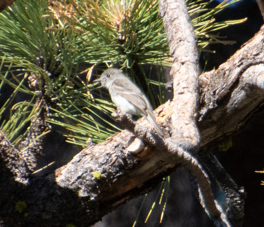 Dusky Flycatcher - Empidonax oberholseri