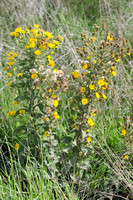 Telegraph-weed - Heterotheca grandiflora