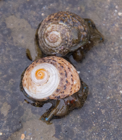 Blueband Hermit Crab - Pagurus samuelis (in a Western Banded Tegula - Tegula eiseni shell)