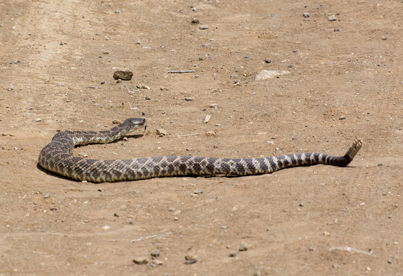 Southern Pacific Rattlesnake - Crotalus oreganus helleri
