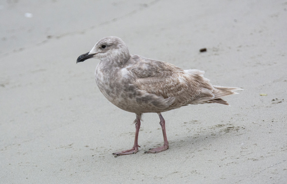 Glaucous-winged Gull - Larus glaucescens