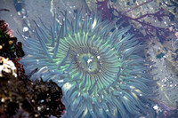 Sunburst anemone - Anthopleura sola