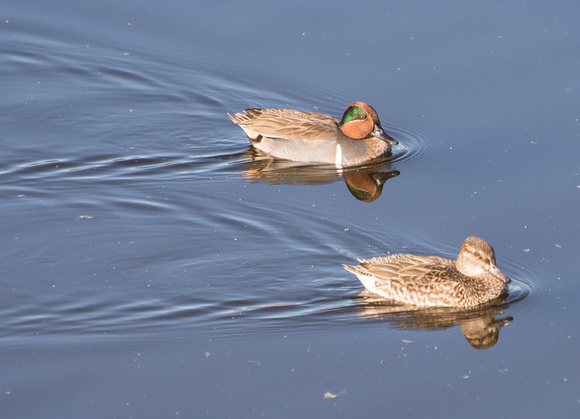 Green-winged Teal - Anas crecca