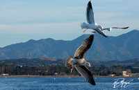 Western Gull - Larus occidentalis