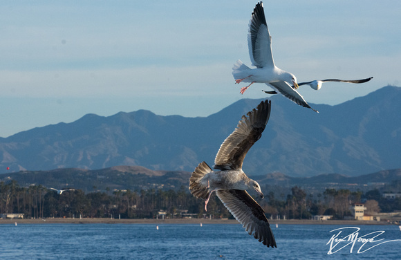 Western Gull - Larus occidentalis