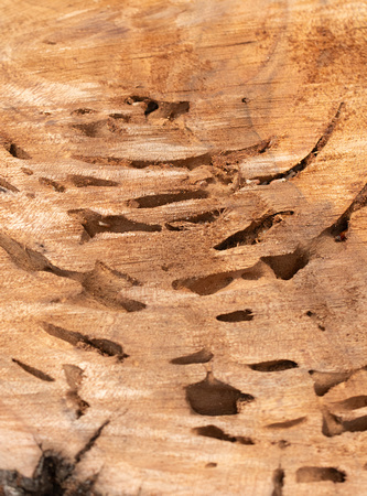 Western drywood termites - Incisitermes minor