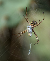 Silver argiope - Argiope argentata