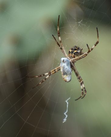 Silver argiope - Argiope argentata