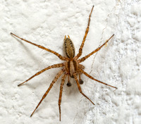 Corner spider - Hololena curta