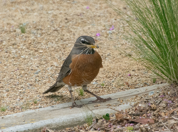 American Robin - Turdus migratorius