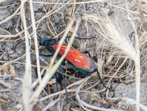 Tarantula Hawk - Pepsis chrysothemis