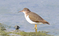 Spotted Sandpiper - Actitis macularia
