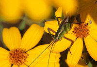 Mediterranean katydid - Phaneroptera nana