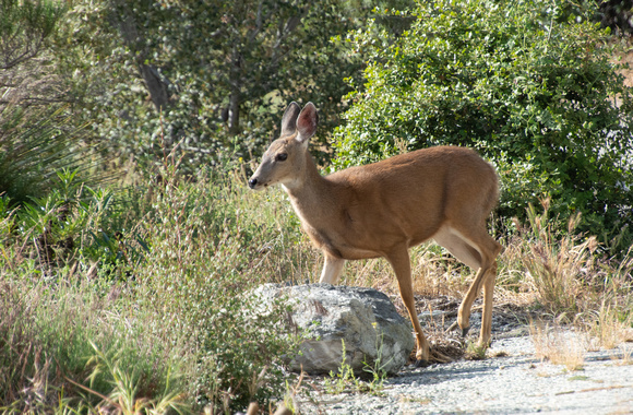 Mule Deer - Odocoileus hemionus