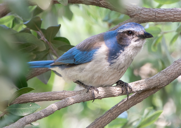 California Scrub Jay - Aphelocoma californica