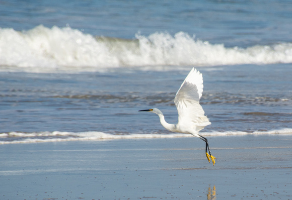 Snowy Egret - Egretta thula