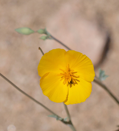 Desert Poppy - Eschscholzia glyptosperma