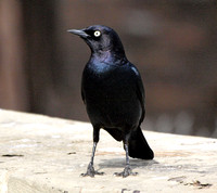 Brewer's Blackbird - Euphagus cyanocephalus