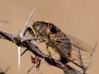Van Duzee's Cicada - Tibicinoides vanduzeei