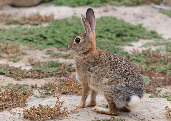 Desert cottontail  - Sylvilagus audubonnii