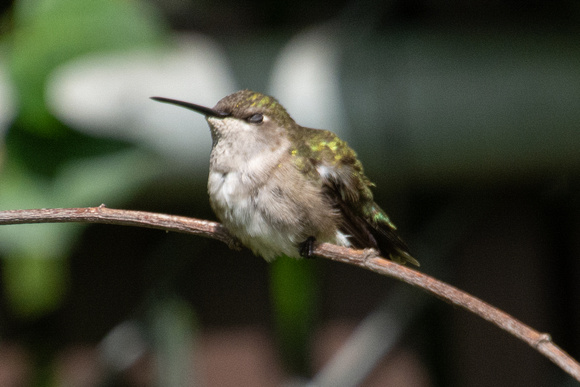 Black-chinned Hummingbird- Archilochus alexandri