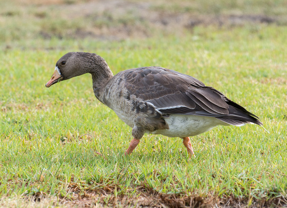 Greater white-fronted Goose - Anser albifrons