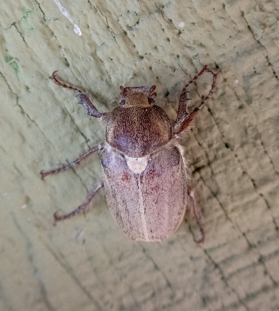 Dusty June beetle- Amblonoxia palpalis