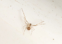 Pirate spider  - Mimetus sp
