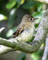 Pacific-slope Flycatcher - Empidonax difficilis