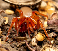 Woodlouse hunter - Dysdera crocata