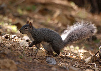 Western Gray Squirrel -Sciurus griseus