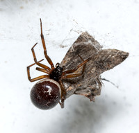 Noble false widow - Steatoda nobilis, Noctuid moth - Unidentified sp.