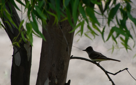 Ash-throated Flycatcher - Myiarchus cinerascens