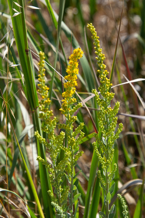 Velvety Goldenrod - Solidago velutina