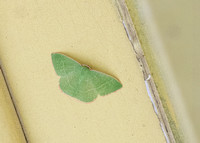 Pink-margined Green - Nemoria leptalea