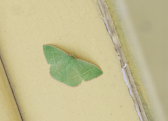 Pink-margined Green - Nemoria leptalea