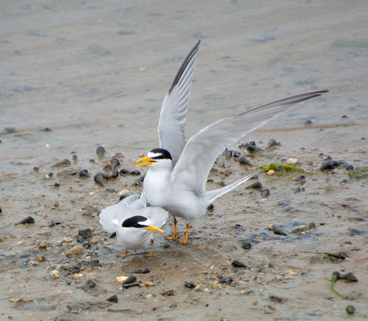 Least tern - Sternula antillarum