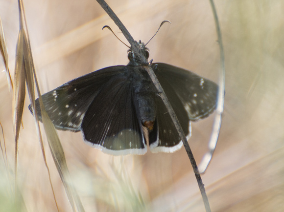 Funereal duskywing - Erynnis funeralis