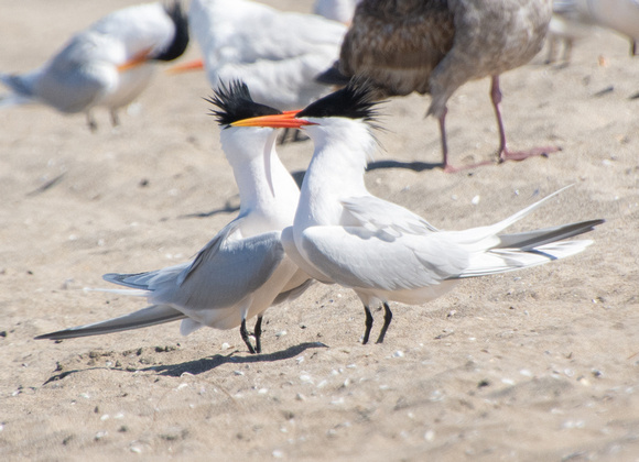 Elegant Tern - Thalasseus elegans