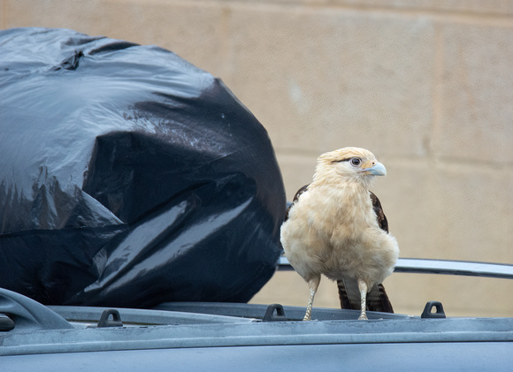 Yellow-headed Caracara - Daptrius chimachima