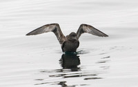 Short-tailed Shearwater - Ardenna tenuirostris